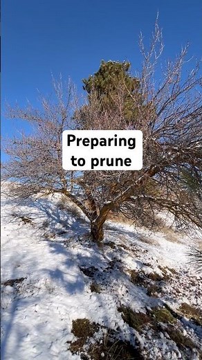 Preparing to prune these very old apricot trees