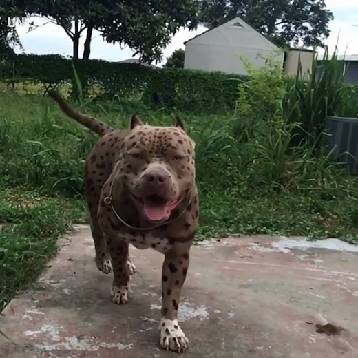 1.5M views · 18K reactions | Wow! Is this a pitbull or a leopard? 樂 | UNILAD | Facebook
