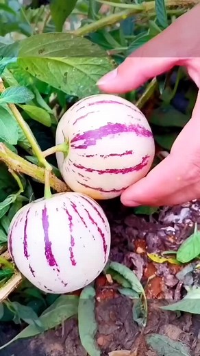 INDIA on Instagram: "plant potter , plant you , plant based bride , plant to be , plant tour , plant based , plant crochet , plant based couple , plant timelapse , plant simulation , plant jewelry , plant grow , plant gay for life , plant based diet , plant jazz , plant jar , plant guy , plant based burger king , plant grow music , plant growth time lapse , plant gatherer minecraft , plant journey , plant jungle , planet jupiter , plant booom , plant juice , plant growth system nano , plant base