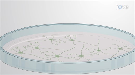 视频: 小鼠原代小脑颗粒神经元神经元损伤建模 - 实验