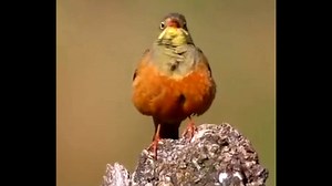 Ortolan bunting sining (Emberiza hortulana) Europe, Asia. | BIRDS & Nature