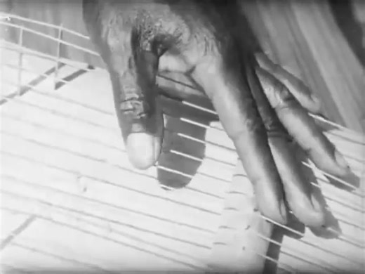 12K views · 518 reactions | Part 9.La musique authetinque de chez nous.  | Republique Du Zaire. | Facebook