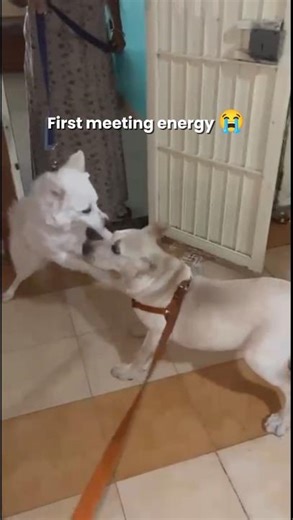 He Came for Her… But Mom Said NO! 😂🐶❤️ #Shorts#pets #dog