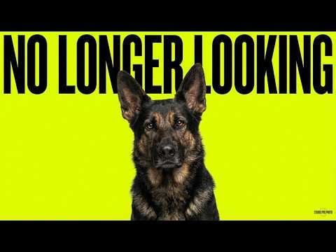 Dog Psychology | The Moment Your Dog Stops Looking to You for Direction