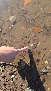 Searching the Mississippi river for historic artifacts! #metaldetecting #history | RelicRiley