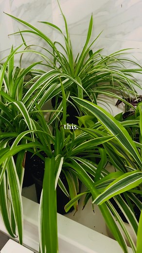 1.8K views · 20 reactions | Imagine sipping your coffee while someone...