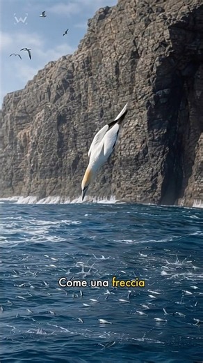 This Bird Dives Into the Ocean Like a Spear 🌊
