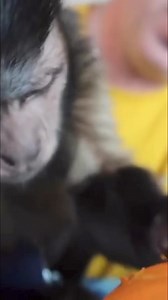 Monkey pumpkin fun #monkey #pumpkin #fun #fall | MonkeyBoo