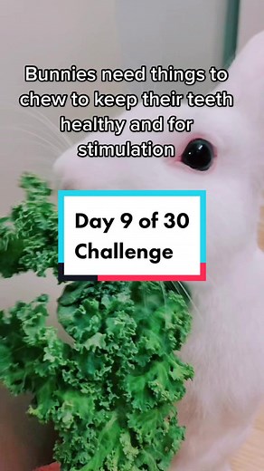 Innovative Play and Feeding Ideas for Your Bunny Rabbit