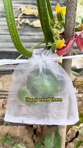 1.1K views | #fruitprotectionbag #meshbag #netbag #insectnet #insectscreen #insectnetscreen #insectmesh #gardentools #gardengadgets #gardenaccessories | My Own Garden | Facebook