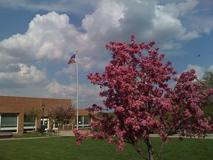 21 Great Flowering Trees For Kansas - ProGardenTips