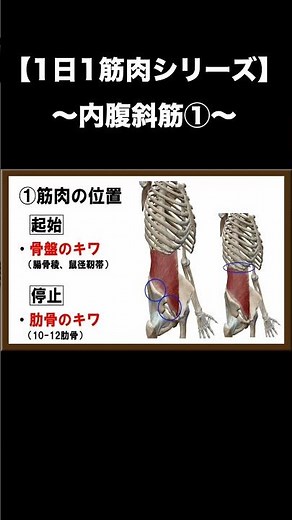 【1日1筋肉シリーズ】内腹斜筋①
