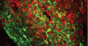 How Brains Learn to Fear: Neuroscientists Reveal a Surprising Truth