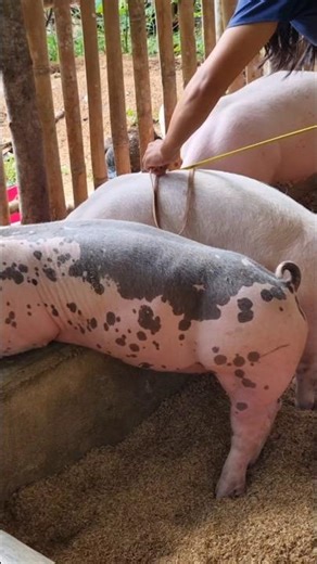 how to measure pigs weight. estimate pigs weight with tape measure