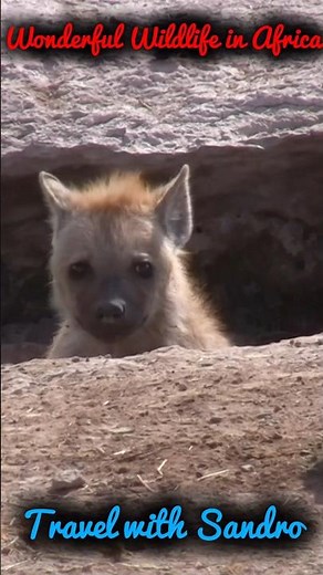 Wonderful Wildlife in Africa "Hyena Asylum" Amboseli, Kenya