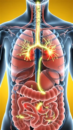 Strongyloides Inside body skin 3D medical animation