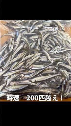 ワカサギ釣り時速200匹越えの河口湖のポテンシャル