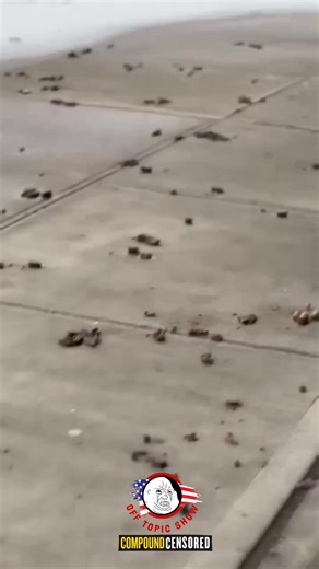 NYC Snow Melt Reveals Trash & Dog Poop Everywhere BREAKING: As the snow finally melts in New York City after January's big storm, the ugly truth is revealed — streets and sidewalks are COVERED in massive piles of rotting trash and weeks-old unscooped dog waste! One frustrated resident captures it all: “I really just had to stop and record this, ’cause this is not crazy, bro — it’s sh*t everywhere.” From minefields of poop forcing people to dodge hazards, to overflowing garbage bags and brown slu