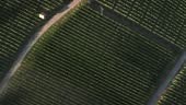 Perkebunan kebun anggur, pemandangan atas. Deretan ladang anggur di...