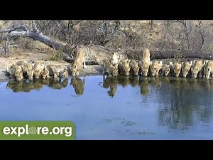 Lion Pride Visits Watering Hole