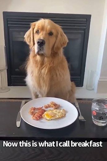Sterling and Doris did a role reversal and it's the funniest thing you'll see today 😂 | MetDaan Animals