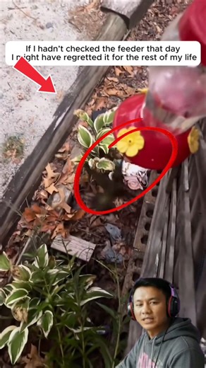 One Act of Kindness Changed This Hummingbird’s Life Forever❤️🐦