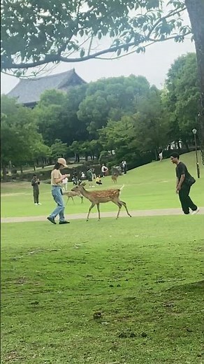 奈良公園｜歴史と自然の魅力