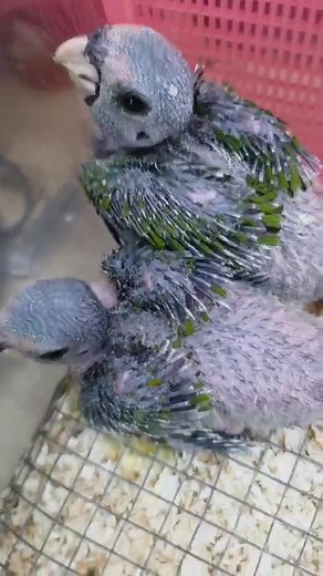 Baby blue- headed pionus 5 weeks old | Song Birds Centre Singapore