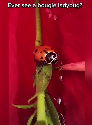 LadyBerry: The Bougie Ladybug