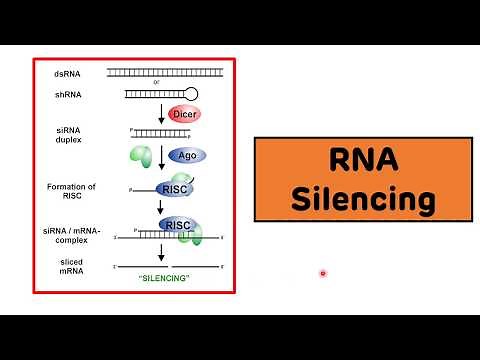 RNA Silencing || RNA Interference || siRNAs and miRNAs