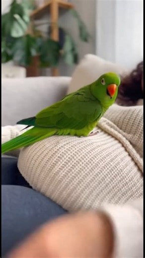 Parrot Question To Mom | Crazy Parrot Tv