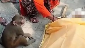 ‘Grieving’ monkey travels 25 miles to funeral with human best friend's body
