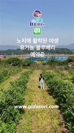 무농약 3년 지나고 이제부터 더 “건강한 유기농 블루베리”