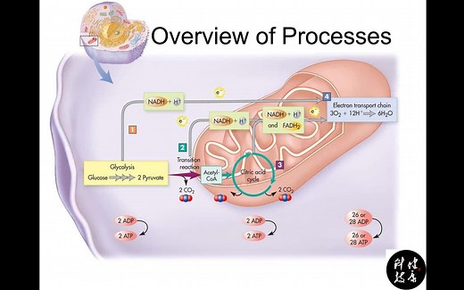 线粒体与ATP合成