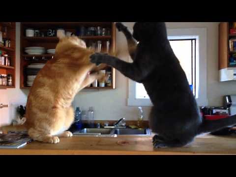 Adorable kitten slap fight
