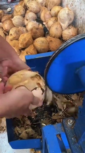 Coconut Shells Cleanly Removed Using a Fast and Efficient Cutting Machine #popular #machine #coconut