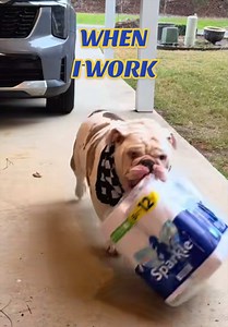 Determined Bulldog Fetches Toilet Paper
