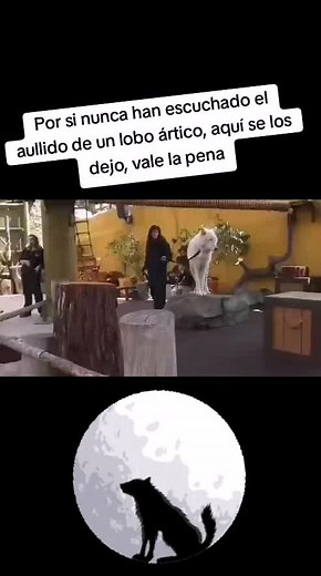 Aullido de un Lobo Ártico - Sonidos de la Naturaleza