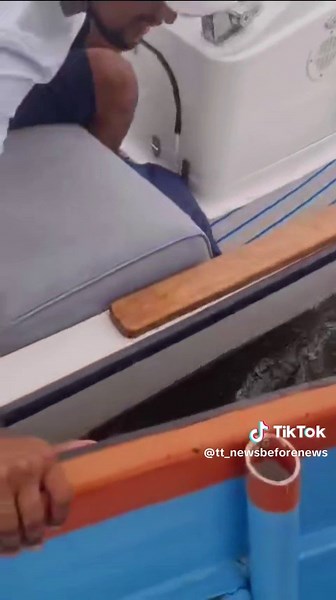 Crocodile Spotted at Scotland Bay, Trinidad