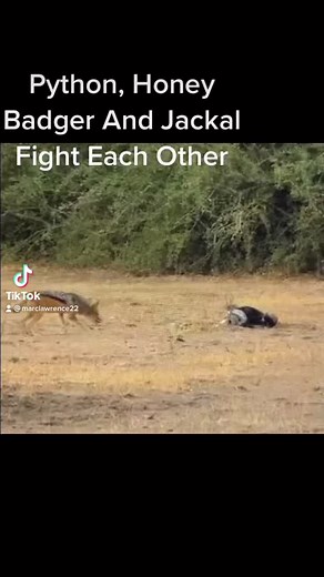 7003998535947537670