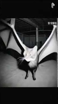 “CCTV Captures Bat Slapping a Cat 😱 | Real or Fake?” #animalbattle #shortvideo #shorts