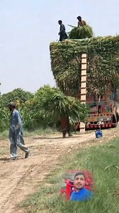640K views · 13K reactions | #fbreels #corn #farming #truck #loading #videoviral #agricultural #fbyシvideo #fbreels2025ツ | Shahid Awan Pak | Facebook