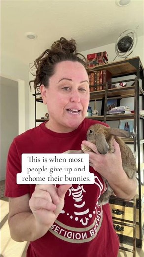 Rabbit Development
