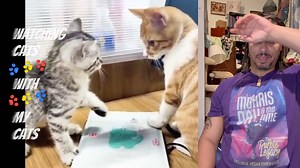 Kittens slapping each other #kitten #funnycat #catlife | Amir Kalil Unrequested