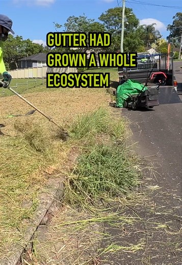 Restoring a Suburban Gutter Garden to Functionality