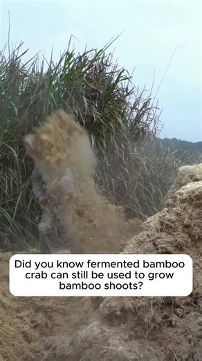 2.8K views | How to grow nutritious bamboo shoot mushrooms | Pro Gardening | Facebook