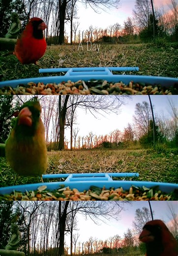 Backyard Birds #birds #birdcam #backyardigans