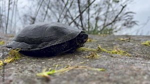 European pond turtle (Emys orbicularis), European pond tortoise, in family Emydidae. Turtle hides its head while sitting on warm stone next to swamp