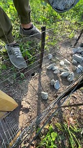 DIY Fence Idea | Awesome