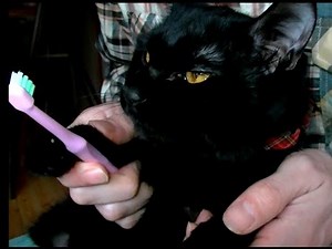 猫の歯磨きの仕方（Toothbrushing method of the cat）